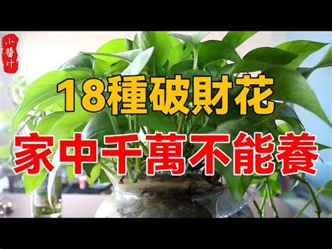 陽台有鳥風水|前陽台招財植物大全！15 種適合陽台的植物助你財源。